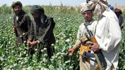 ممنوعیت کشت خشخاش در افغانستان و نگرانی درباره فوت معتادان