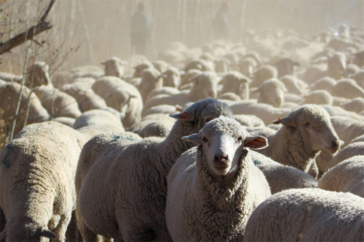 رژه رفتن بسیار منظم گله گوسفندها در مسیر صاف / فیلم