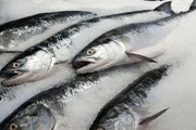 تازه ترین قیمت انواع ماهی و میگو در بازار