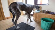 ثبت شدن نام این سگ به عنوان قدبلندترین سگ جهان در گینس! / فیلم
