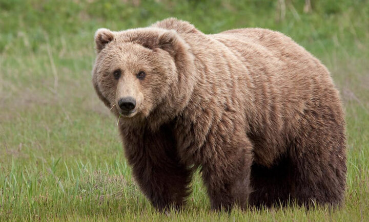 صحبت کردن محیط‌بان با خرس قهوه‌ای در جنگل‌های مازندران / فیلم