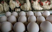 جنجال لیست قیمت جدید مرغ، روغن و لبنیات در فضای مجازی / معاون وزیر جهاد کشاورزی واکنش نشان داد