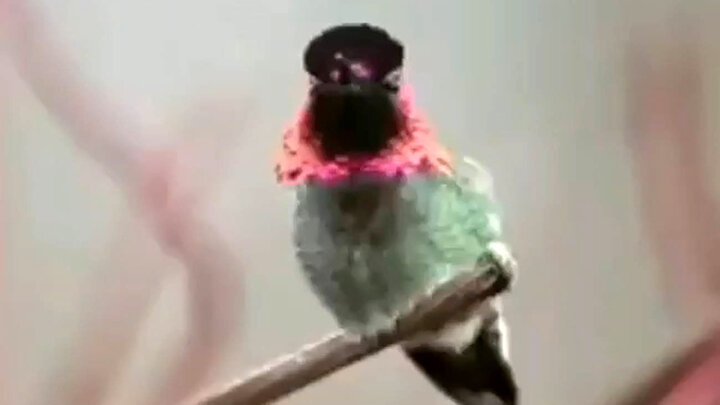  پرنده ای عجیب که به ۶۲ رنگ تغییر می کند / فیلم