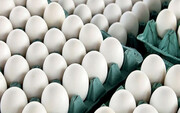 تولید  روزانه بیش از ۲۵۰ تن تخم‌مرغ مازاد / برنامه‌ای برای صادرات نداریم