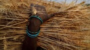 هند صادرات گندم را ممنوع کرد