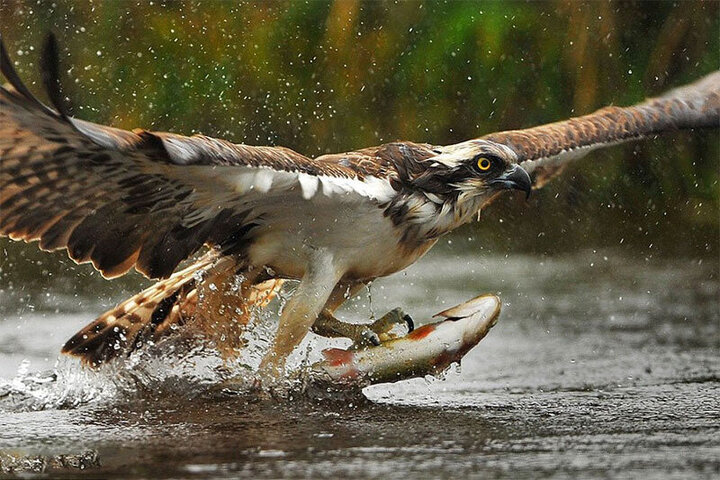 تصاویر تماشایی از شکار یک ماهی بزرگ توسط عقاب / فیلم