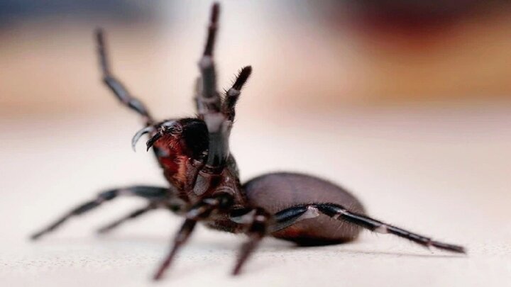  درمان بیماری های خطرناک با زهر عنکبوت ها و مارها 