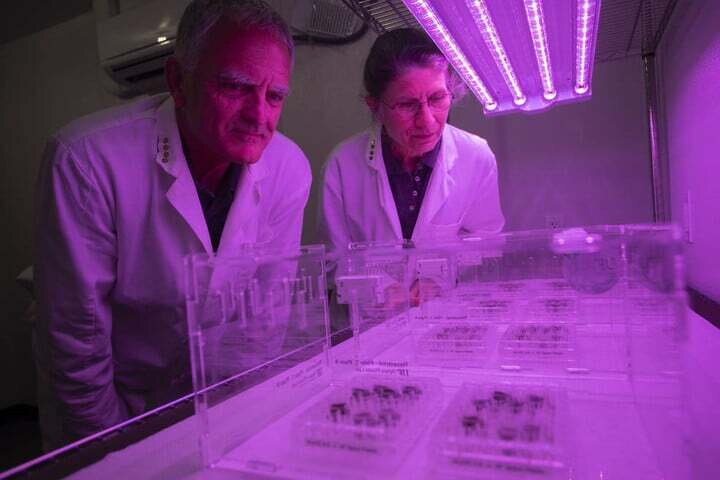 دانشمندان برای اولین بار موفق به پرورش گیاه در خاک ماه شدند