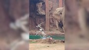 ویدیو باورنکردنی از نجات عجیب بز کوهی از غرق شدن با کمک فیل