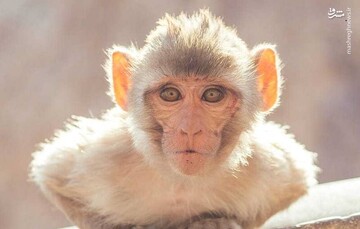 همه چیز درباره بیماری آبله میمون + علائم و نشانه