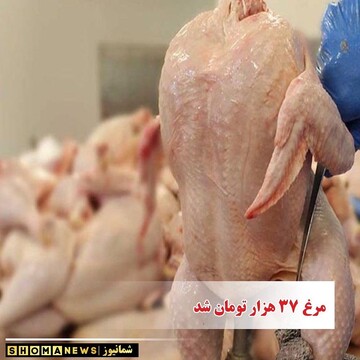 ریزش عجیب قیمت مرغ در بازار / هر کیلو مرغ چقدر ارزان شد؟