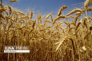 قیمت جهانی گندم رکورد گرانی را زد!