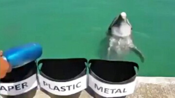 تصاویر باورنکردنی از تفکیک زباله توسط دلفین / فیلم