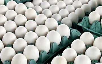 قیمت تخم مرغ کاهش یافت / قیمت جدید تخم مرغ ۲۸ اردیبهشت ۱۴۰۱ اعلام شد