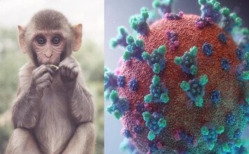 علائم و نشانه‌های آبله میمونی چیست؟ / آبله میمونی در میان انسان‌ها چگونه منتقل می‌شود؟