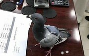 کبوتر قاچاقچی دستگیر شد! / فیلم