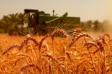 برای افزایش قیمت گندم آماده شوید؛ هر تن ۷۰۰ دلار!