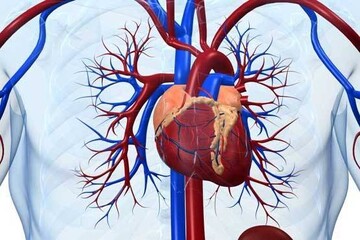 علت طبیعی ایجاد تپش قلب چیست؟ / عکس