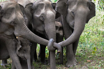 تصویری از عذارای فیل‌ها برای همنوعان خود