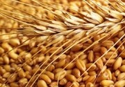 مجوز واردات گندم صادر شد