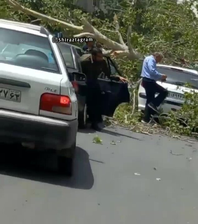 لحظه هولناک شکستن درخت عظیم الجثه  بروی خودرو ۲۰۶ در شیراز /  فیلم
