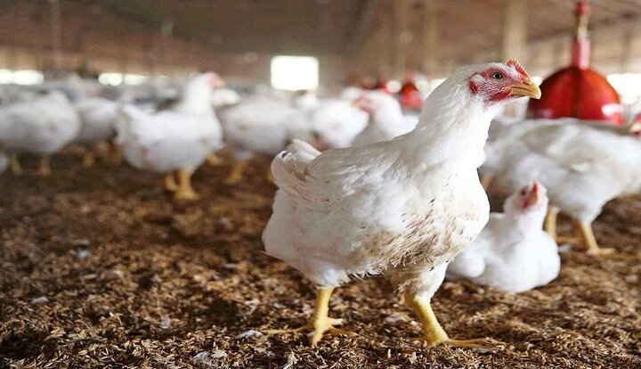 جوجه‌کشی خلاف شرع و ضدحقوق حیوانات است / مرغ مازاد را می‌خریم