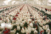 کاهش ۵۰ درصدی تولید مرغ در کشور صحت دارد؟