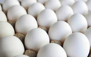 ۳۰ تریلی تخم مرغ پشت مرزها در آستانه فاسد شدن هستند!