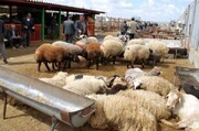 دلیل تلف شدن ۱۰۰ راس گوسفند در منطقه دشت ده! / فیلم