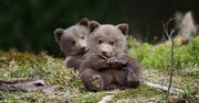ویدیو خنده دار از کشتی گرفتن بچه خرس‌های تازه متولد شده در سوادکوه