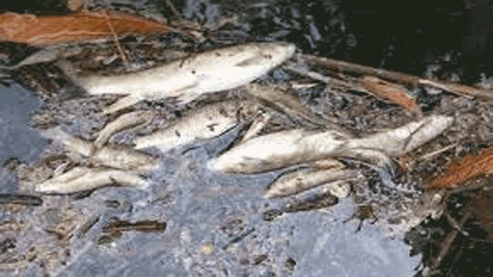 تصاویر ناراحت کننده از تلف شدن ماهیان در اثر خشک شدن آب تالاب جازموریان / فیلم