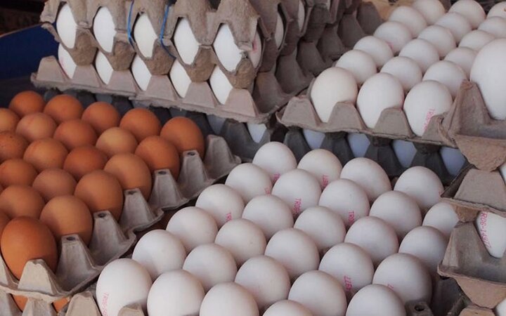 آغاز صادرات تخم‌مرغ از کشور