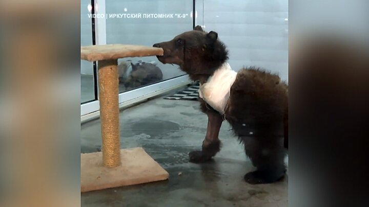 ویدیو تماشایی از نجات یک توله خرس زخمی توسط دامپزشکان
