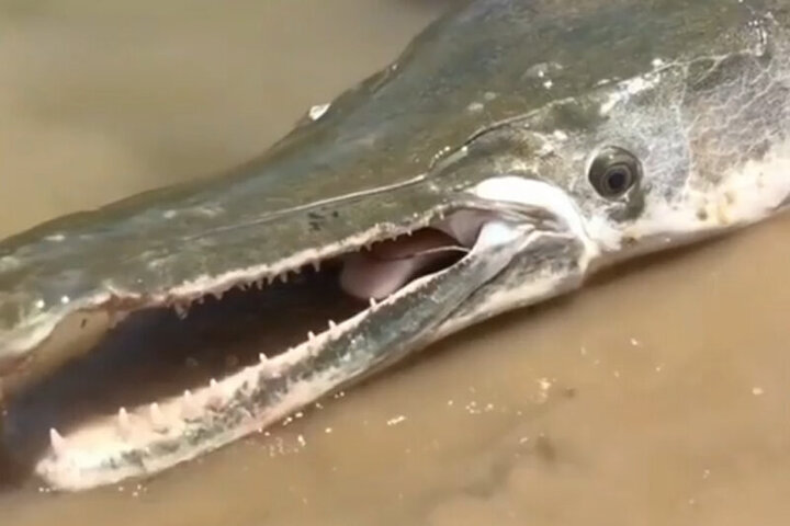 ویدیو هولناک از ترسناک‌ترین و درنده‌ترین ماهی جهان!