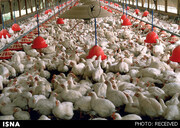 قیمت تمام شده مرغ بیش از ۴۵ هزار تومان است / هشدار درباره خطر تعطیلی مرغداری‌ها
