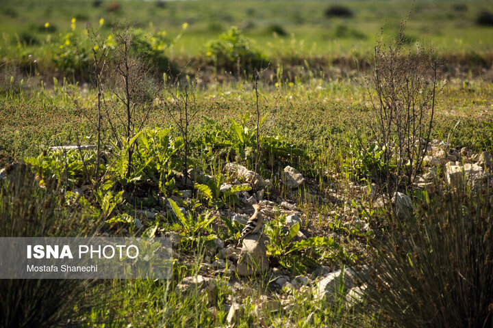 مهار آتشسوزی پناهگاه حیات وحش میانکاله / خسارت آتش سوزی اخیر ۱۰ هکتار اعلام شد مهار آتشسوزی پناهگاه حیات وحش میانکاله / خسارت آتش سوزی اخیر ۱۰ هکتار اعلام شد