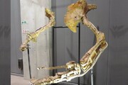 تصاویر دیده نشده از کشف اسکلت کامل دایناسور در آرژانتین با ۹۶ میلیون سال قدمت / فیلم
