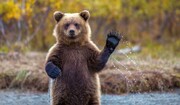 نجات خرس وحشی توسط مردم روستا + آموزش / فیلم