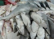 ممنوعیت صید "کوسه ماهیان" در استان بوشهر
