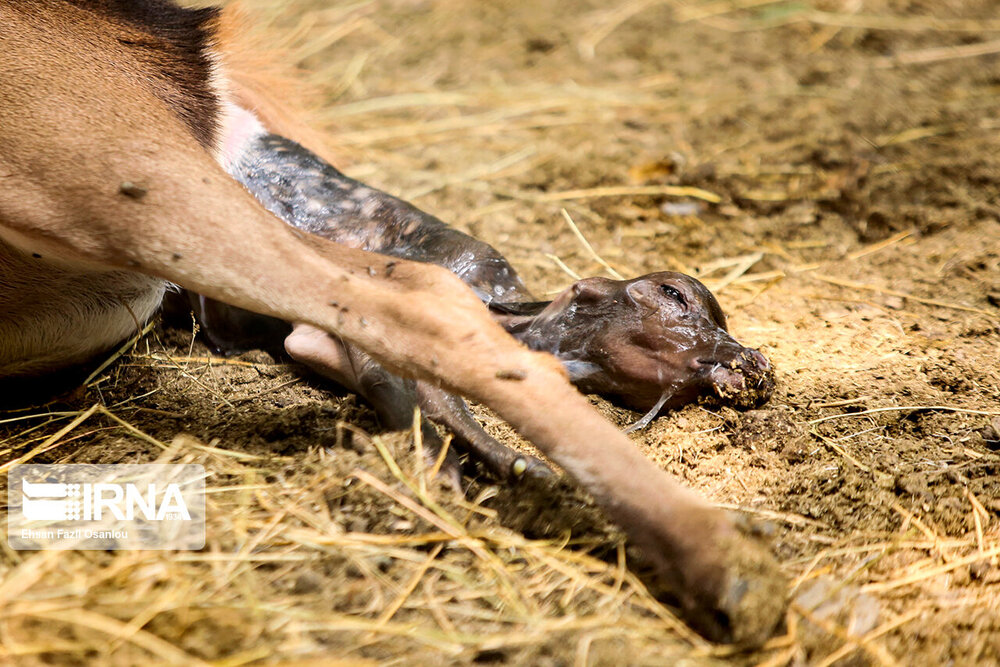 تولد دومین گوساله مرال در پناهگاه حیات وحش سمسکنده