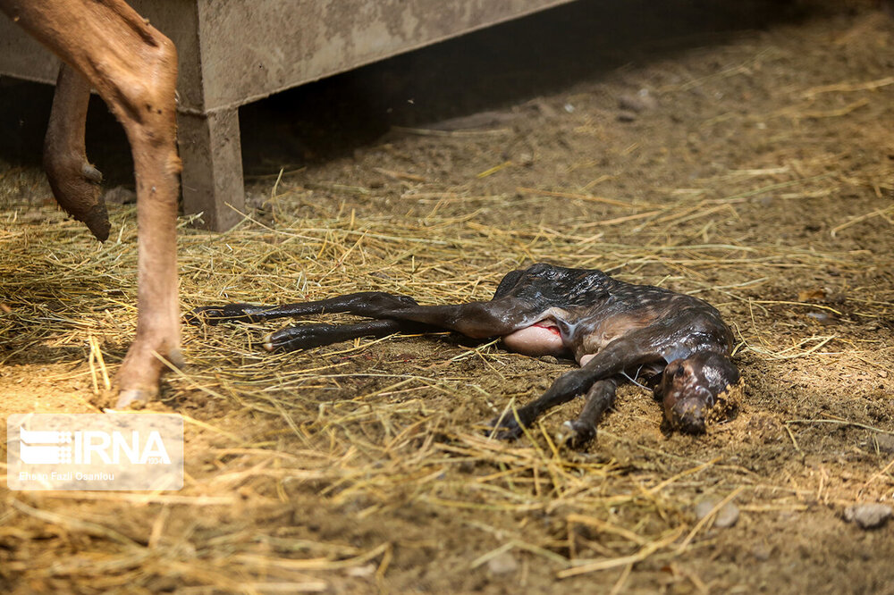 تولد دومین گوساله مرال در پناهگاه حیات وحش سمسکنده