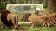 واکنش خنده دار یک شیر نر پس از دیدن خودش در آینه / فیلم