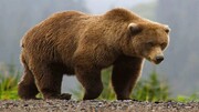 هواخوری خرس قهوه‌ای در جنگل های کیاسر / فیلم