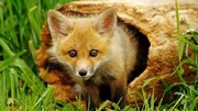 نجات توله روباه گرفتار شده در بطری پلاستیکی در طبیعت / فیلم