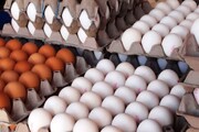 تخم مرغ باز هم گران شد/ هر شانه تخم مرغ ۹۷ هزار تومان!
