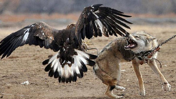 تصاویر غم انگیز از جان دادن روباه گرفتار در چنگال عقاب / فیلم