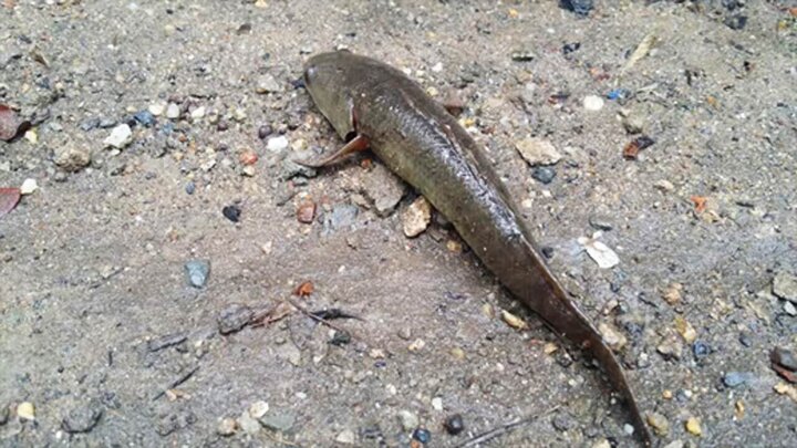 عجیب ترین ماهی دنیا که در خشکی راه می رود! / فیلم