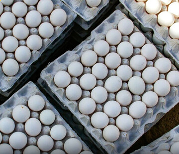 عراق واردات مرغ و تخم مرغ از ایران را ممنوع کرد؟