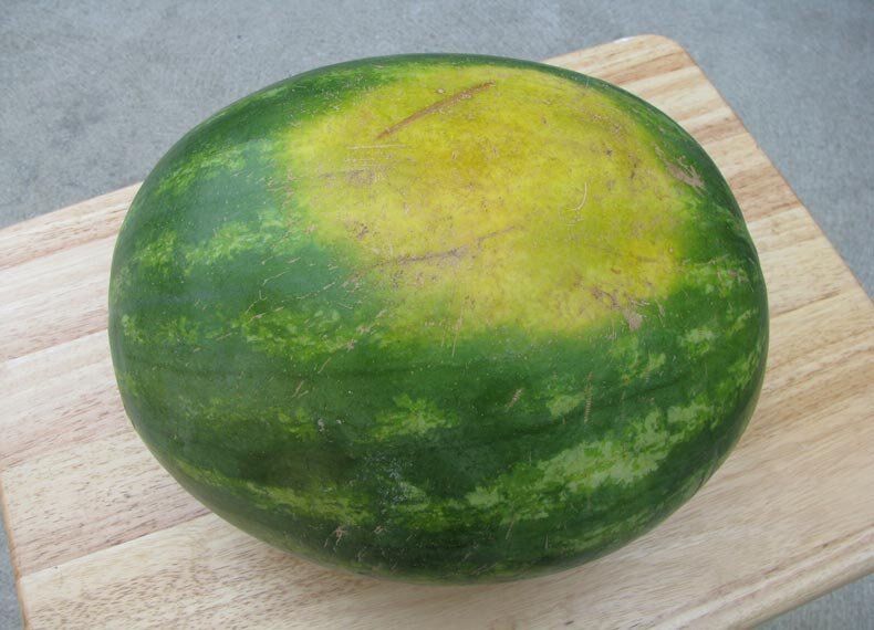 هندوانه