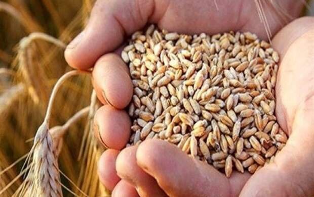 کشف ۵۰۰۰۰ تن گندم احتکارشده در ‌اصفهان